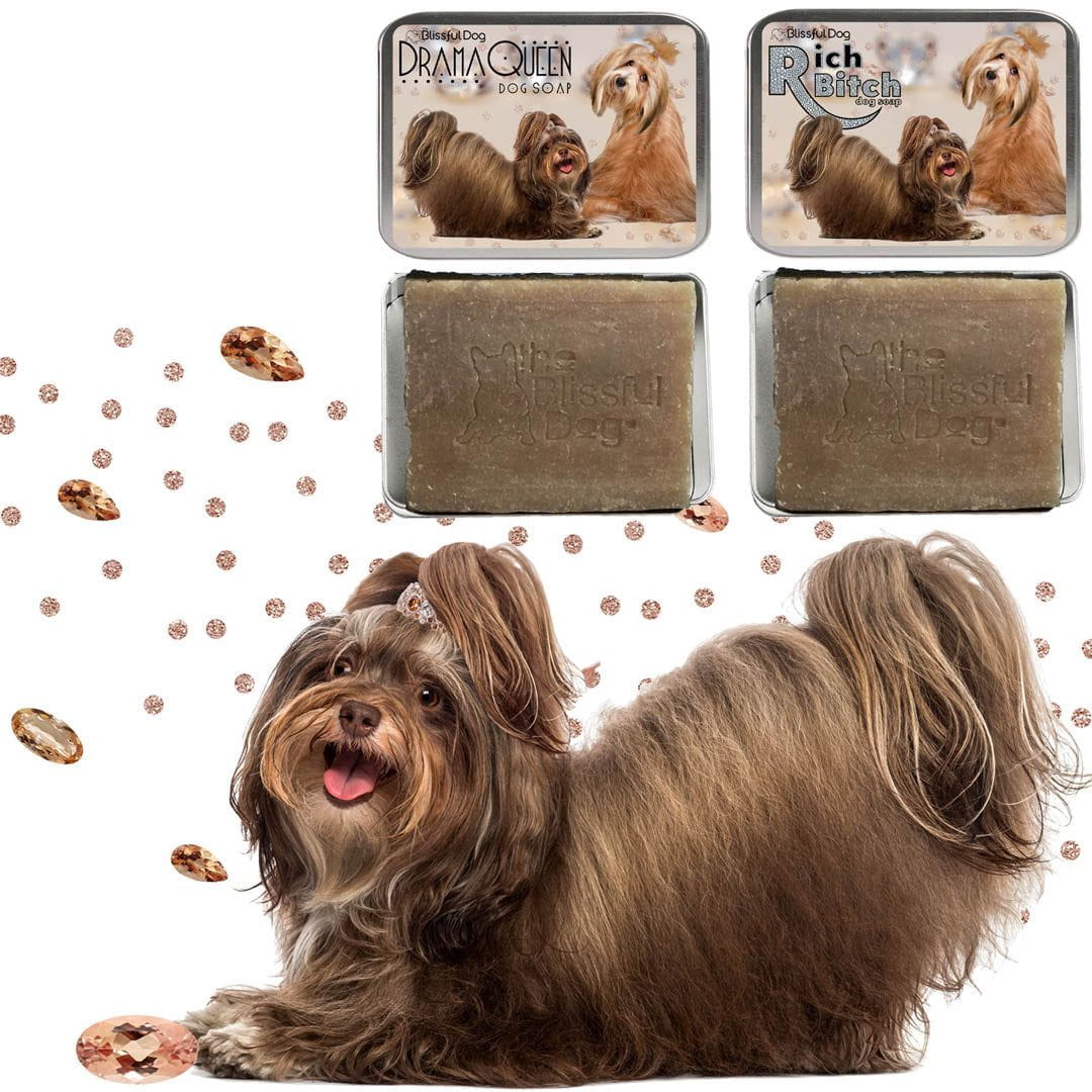 Havanese shampoo shop