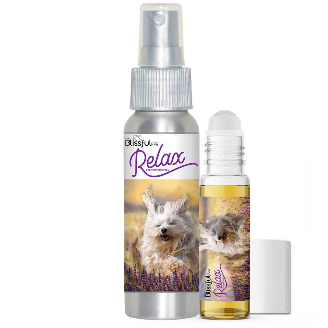 Havanese afraid thunder