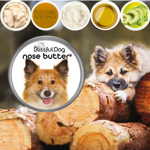 Icelandic Sheepdog nose is chapped