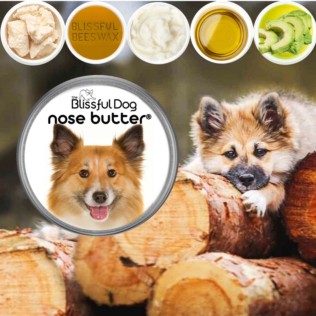 Icelandic Sheepdog health