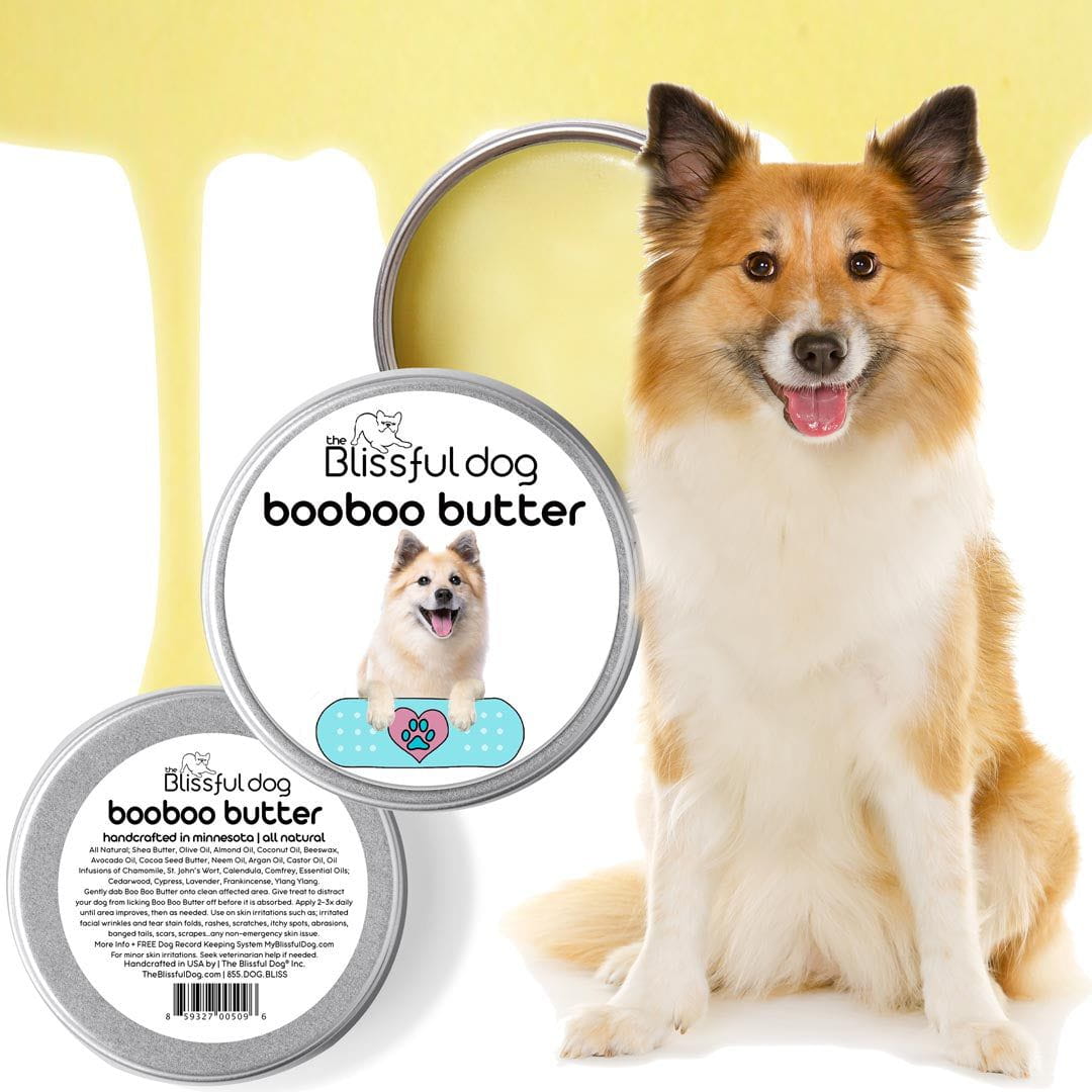 Icelandic Sheepdog pet