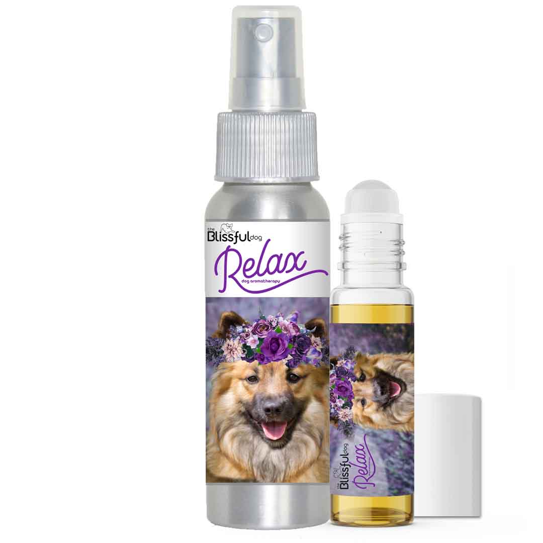 Icelandic Sheepdog aromatherapy