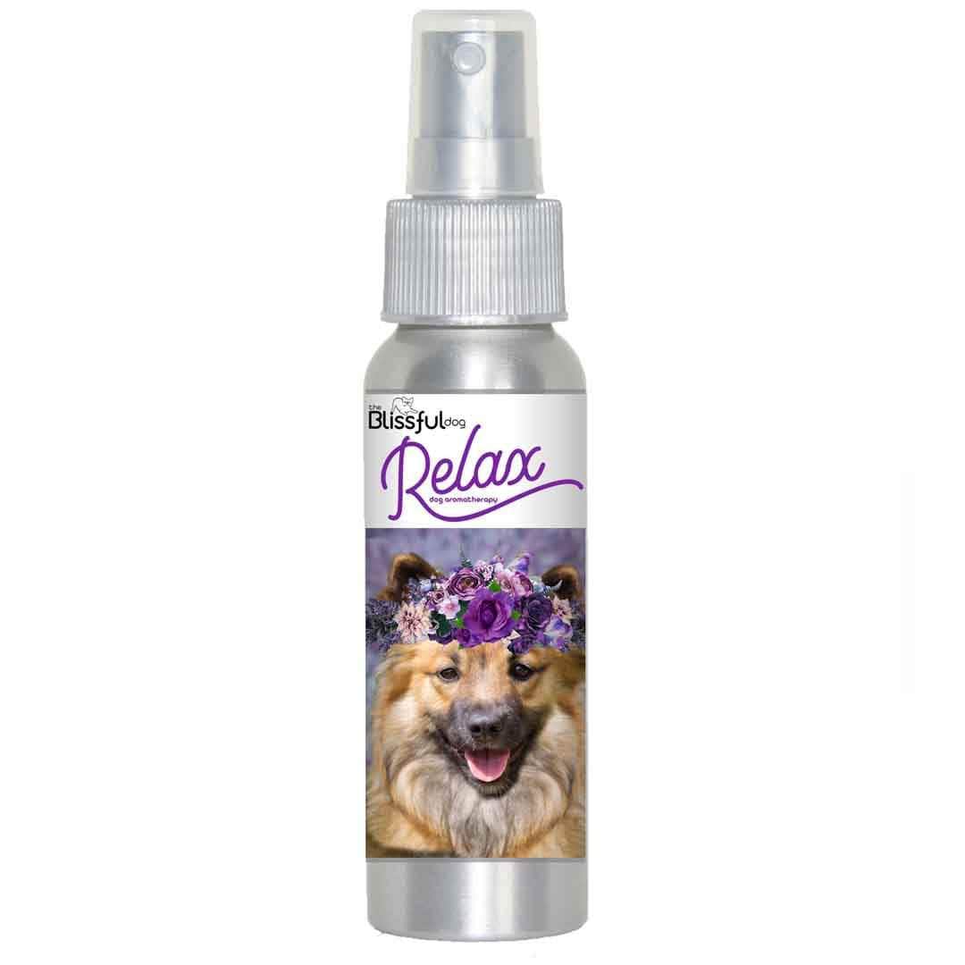 Icelandic Sheepdog afraid