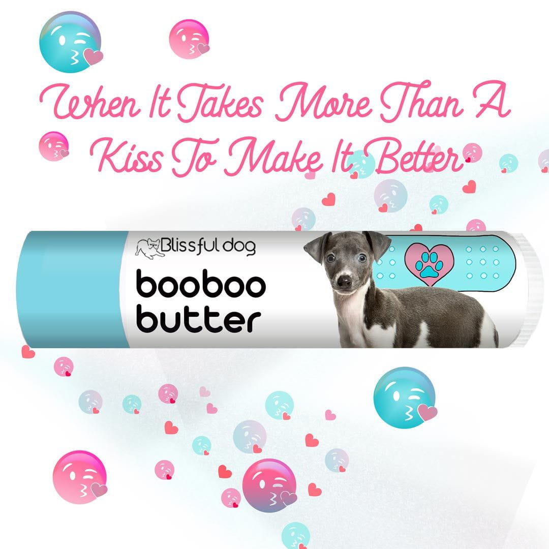 italian greyhound scratches