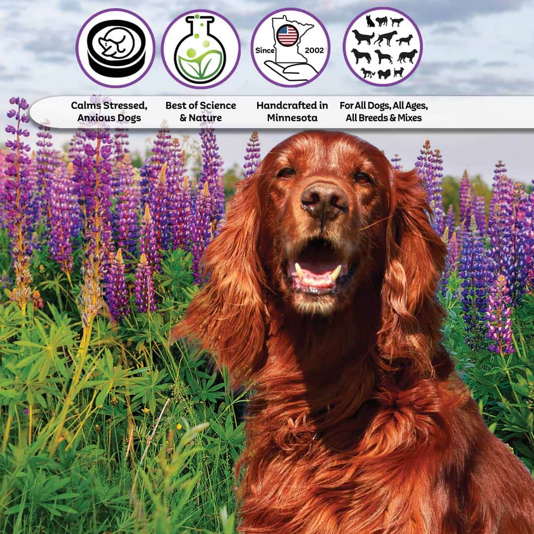 Irish Setter dog care