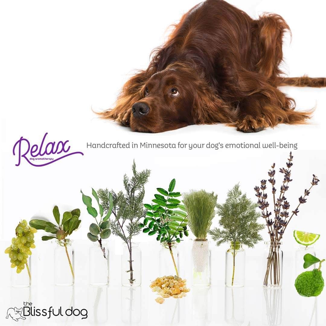 Irish Setter natural