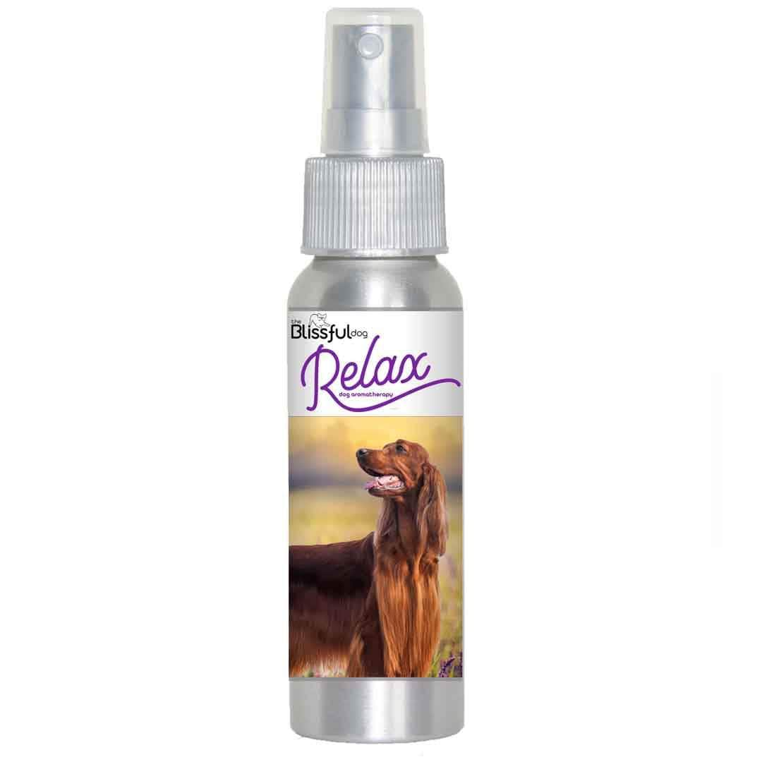 Does Thunder Scare Your Irish Setter Try Relax Dog Aromatherapy