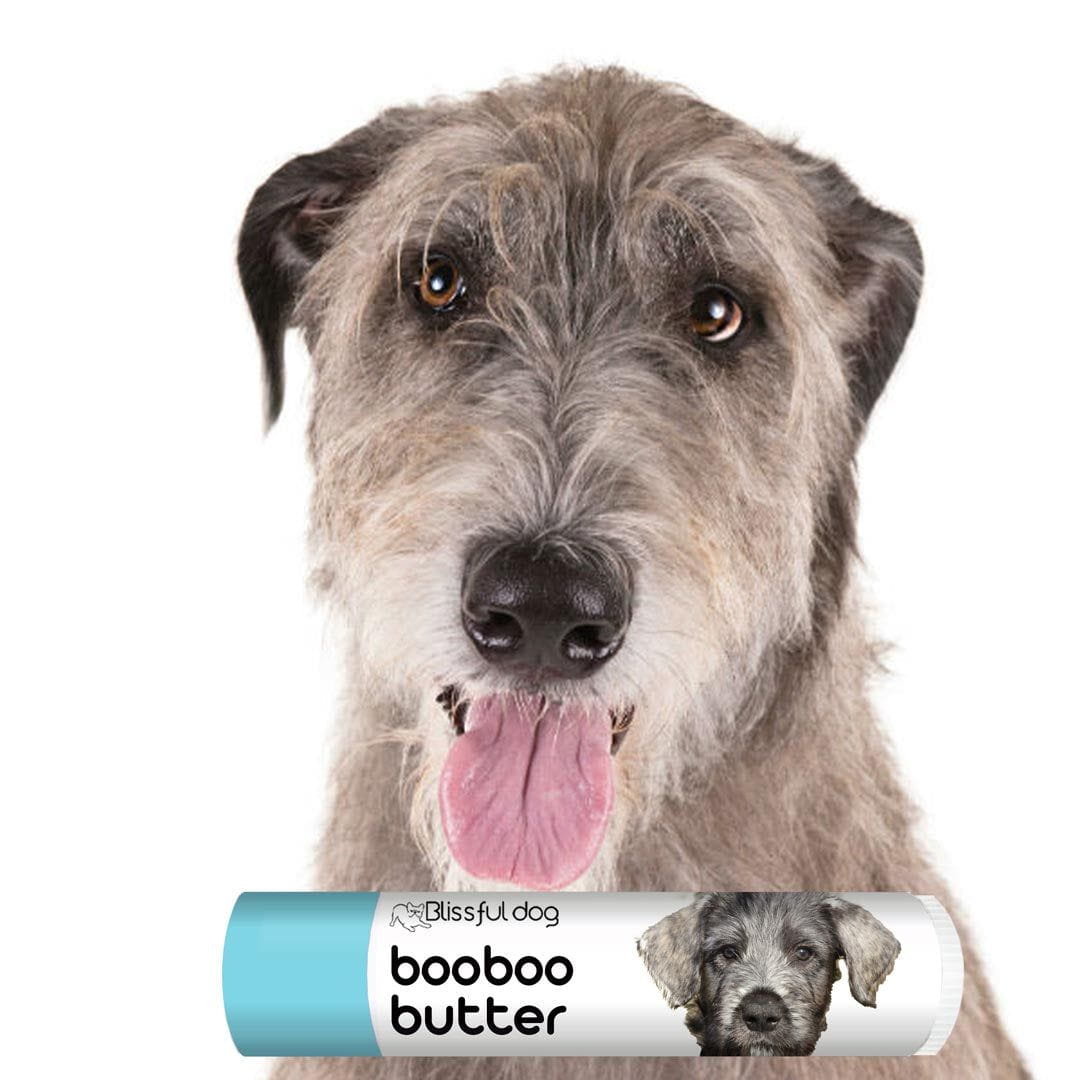 Irish Wolfhound itches