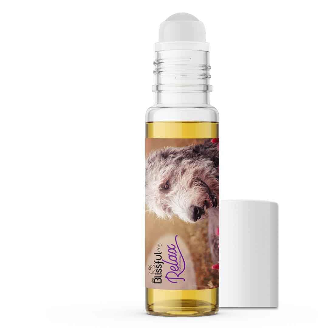 Irish Wolfhound scared thunder