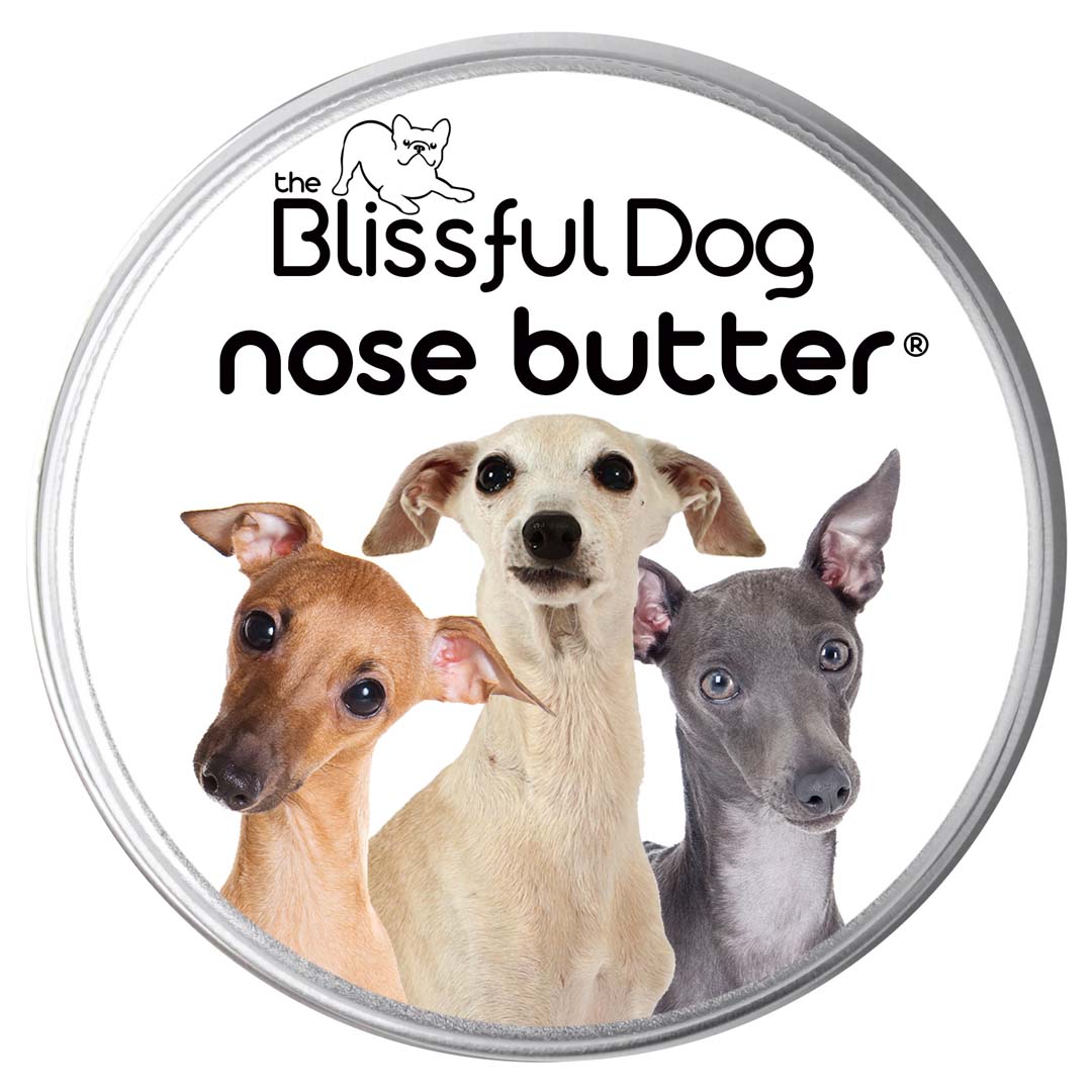 Italian Greyhound has a drynose