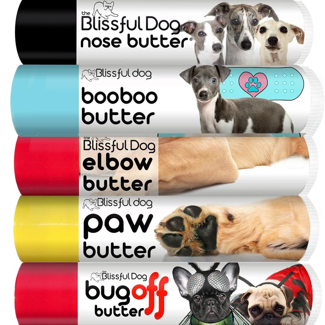 italian greyhound pet