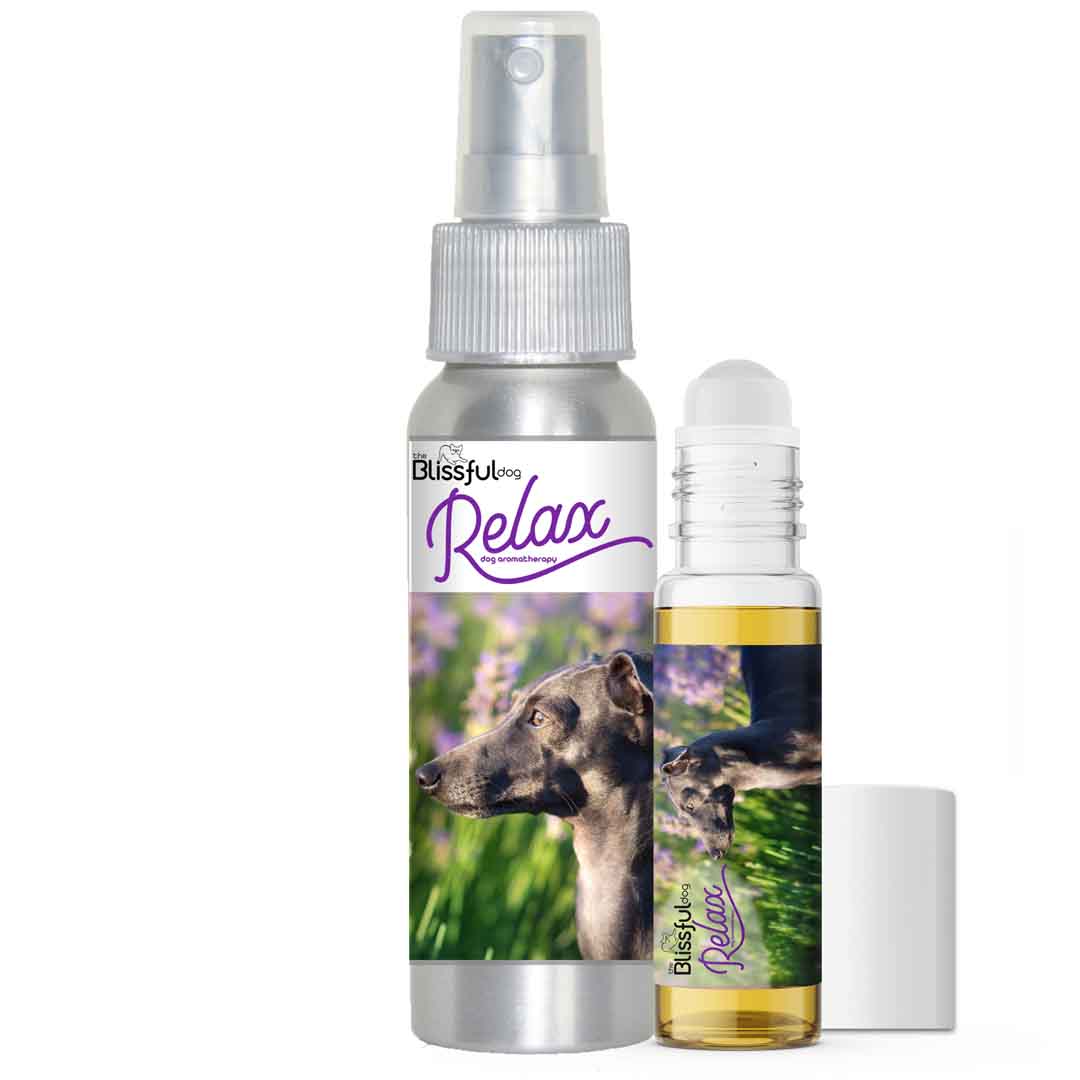 italian greyhound afraid thunder