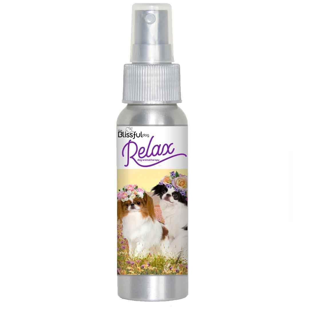 japanese chin relax dog aromatherapy