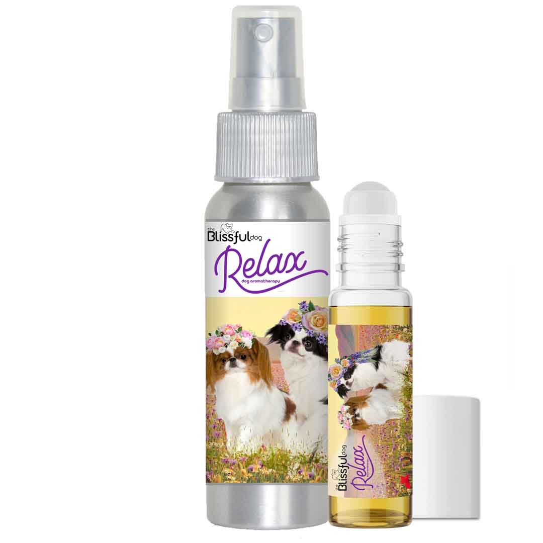 japanese chin afraid thunder