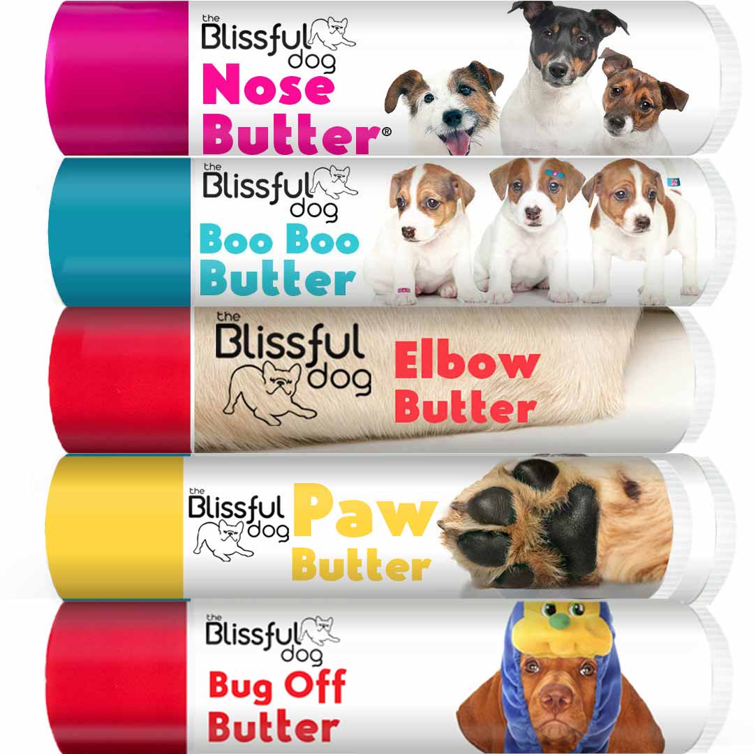 parsons Russell terrier care