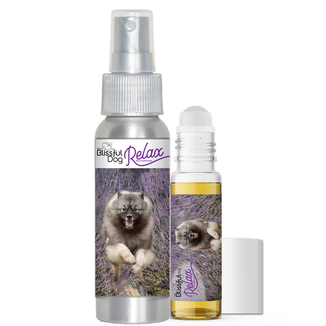 keeshond relax aromatherapy