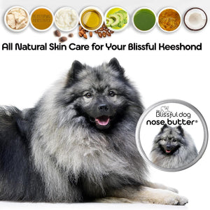keeshond has dry nose
