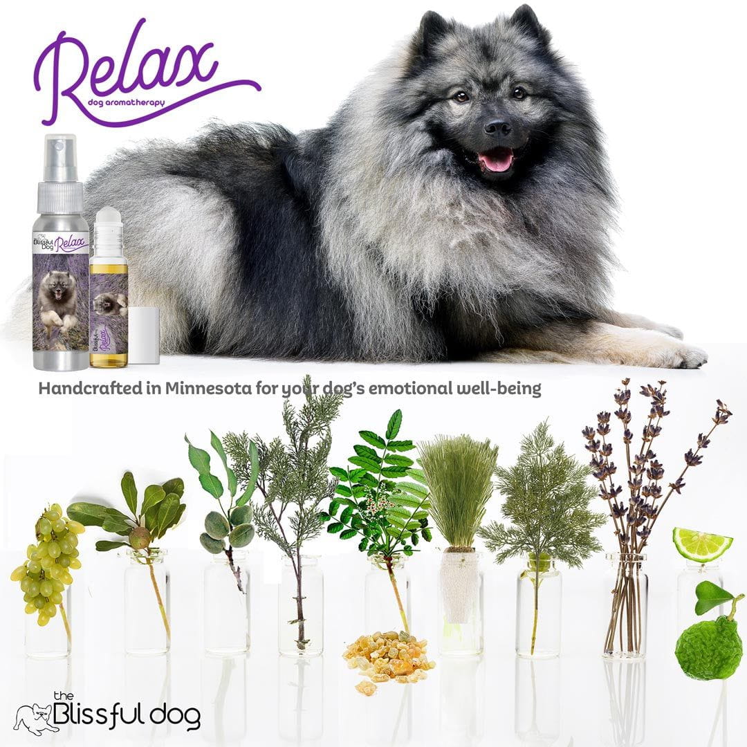 keeshond relax aromatherapy