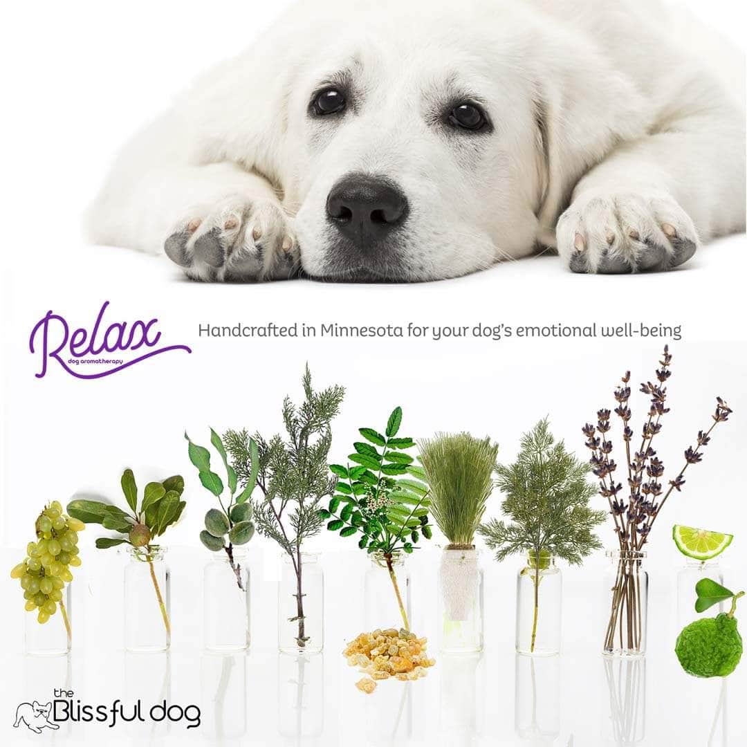 kuvasz livestock guard dog