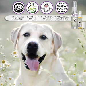 labrador retriever relax dog aromatherapy