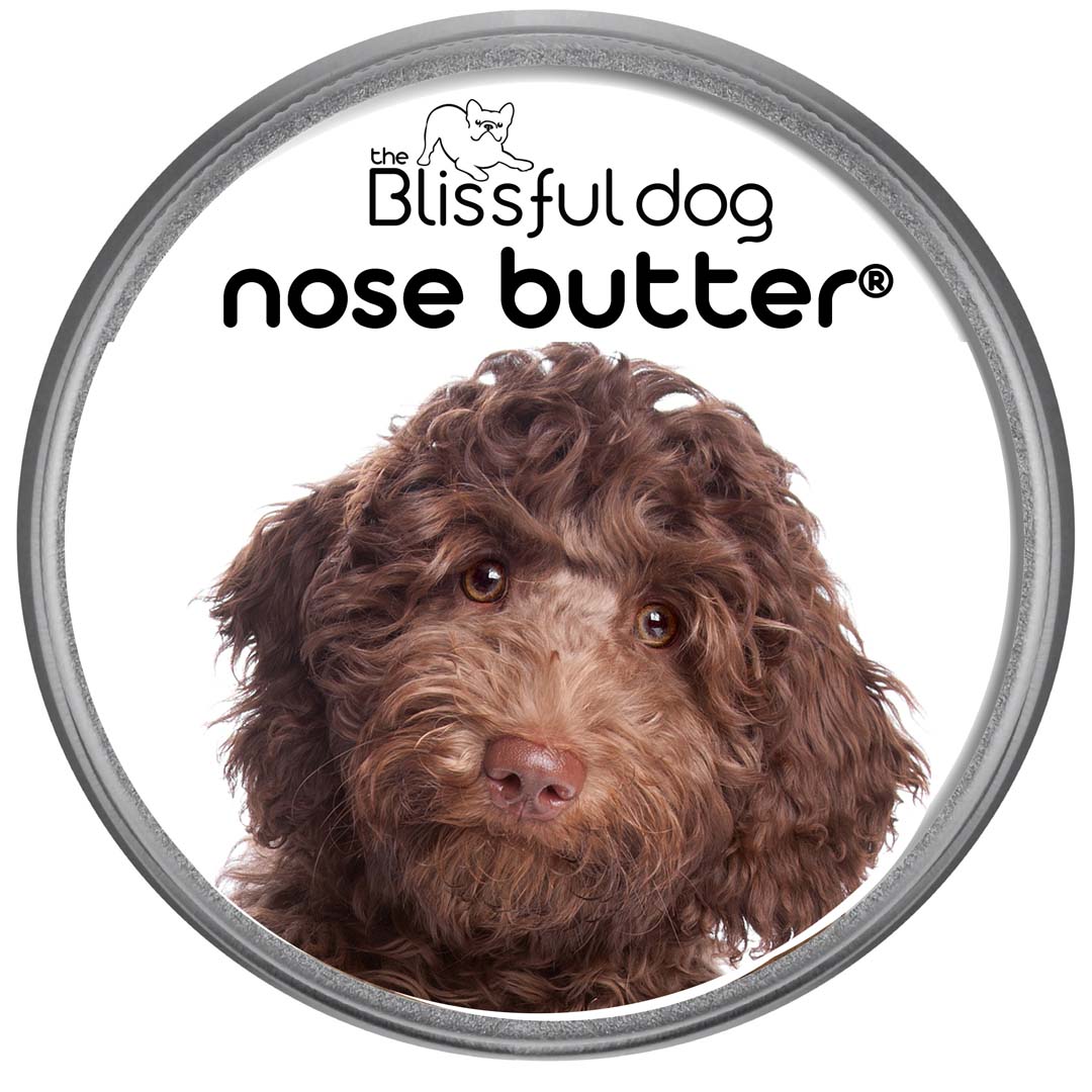 Labradoodle has dry Nose 