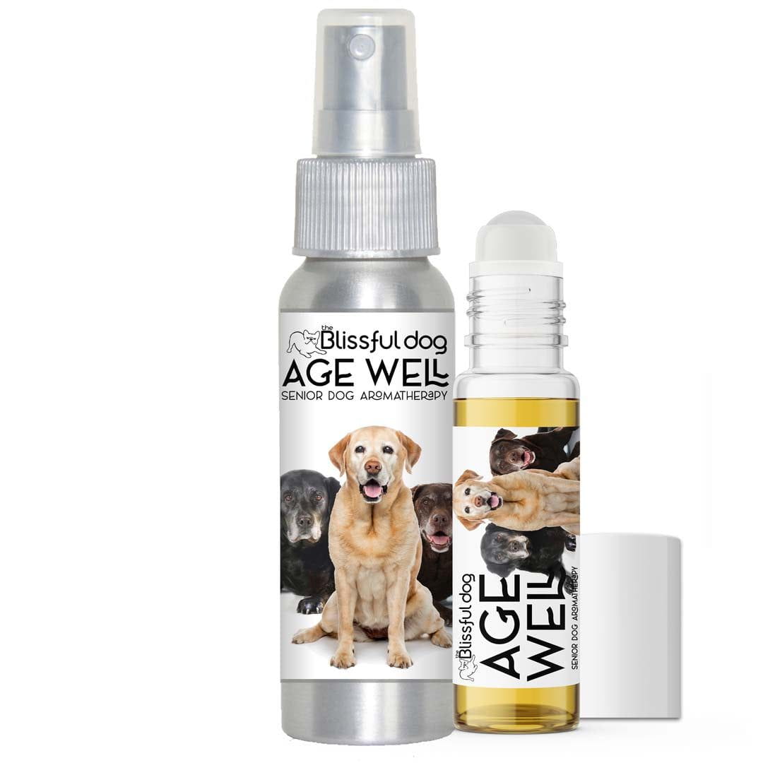 labrador retriever senior dog aromatherapy