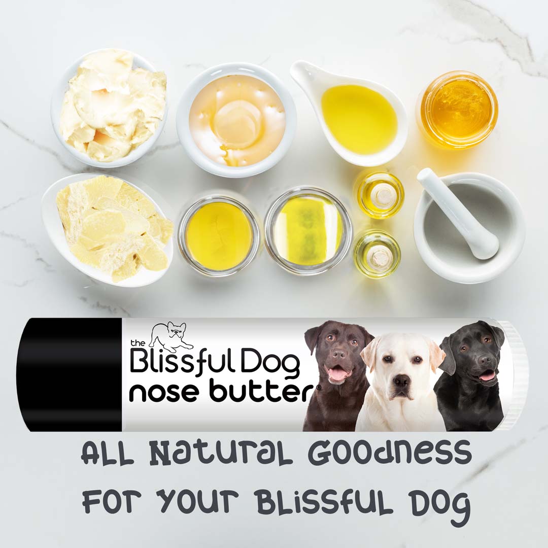 labrador retriever chapped nose