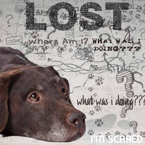 Labrador Retriever Age Well Dog Aromatherapy