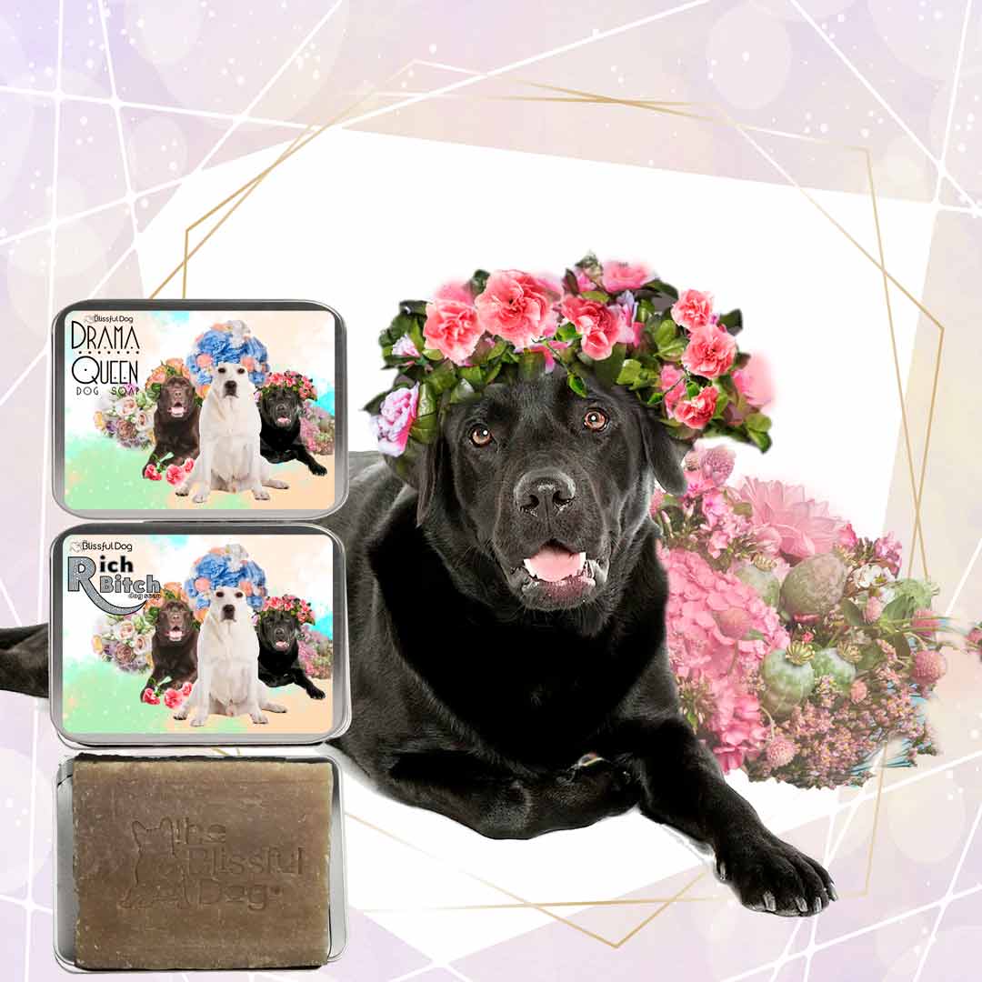 Labrador Retriever soap