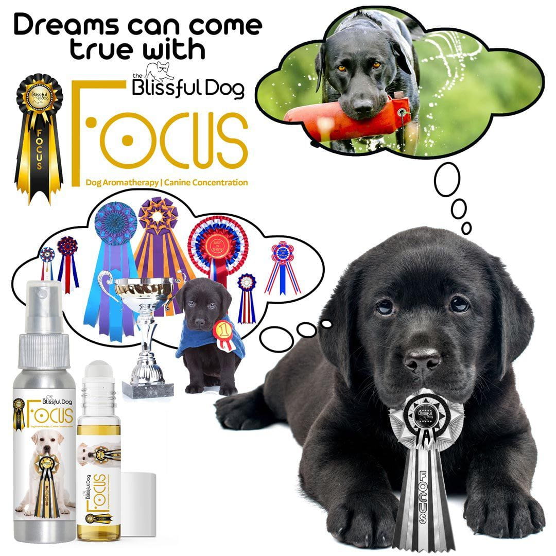 labrador retriever field training 