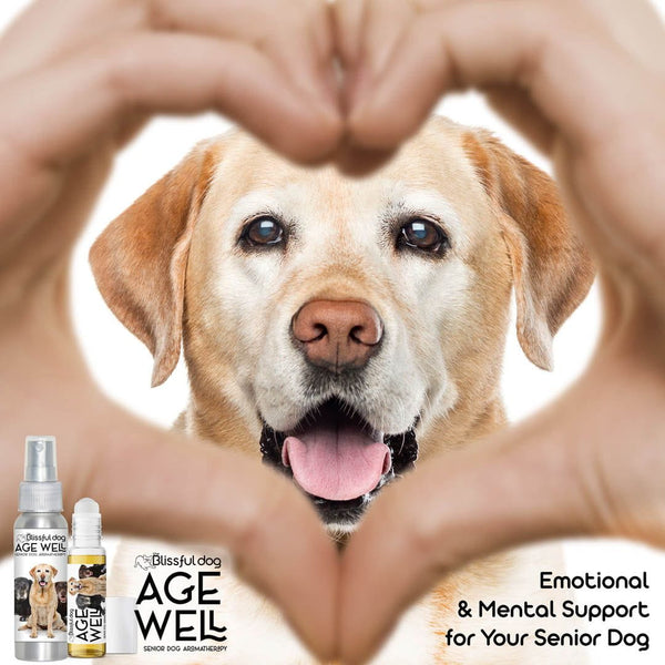 Shop Labrador Retriever Collection for Dry Noses, Elbow Calluses ...
