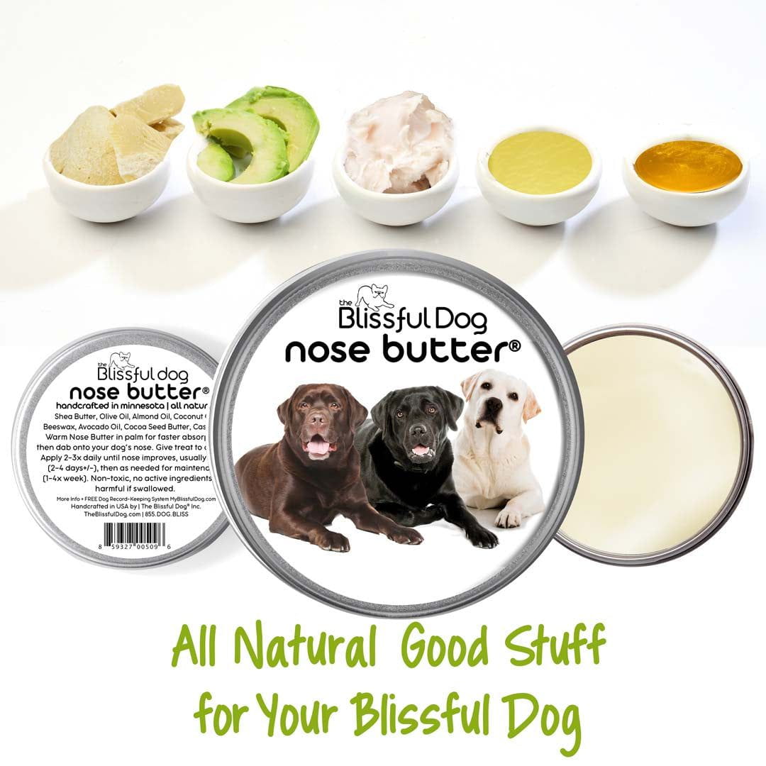 Labrador Retriever colors