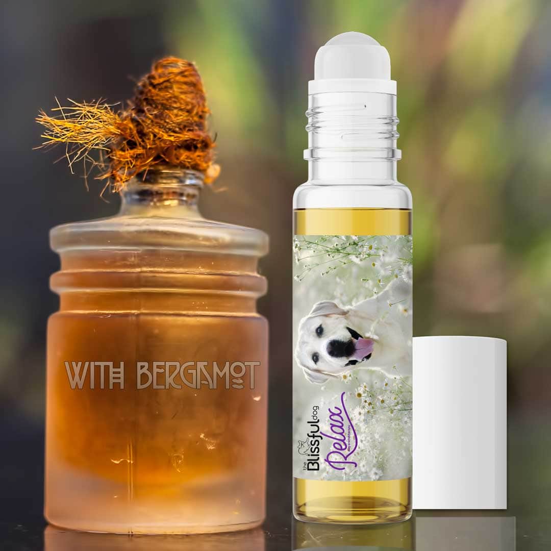 labrador retriever calming