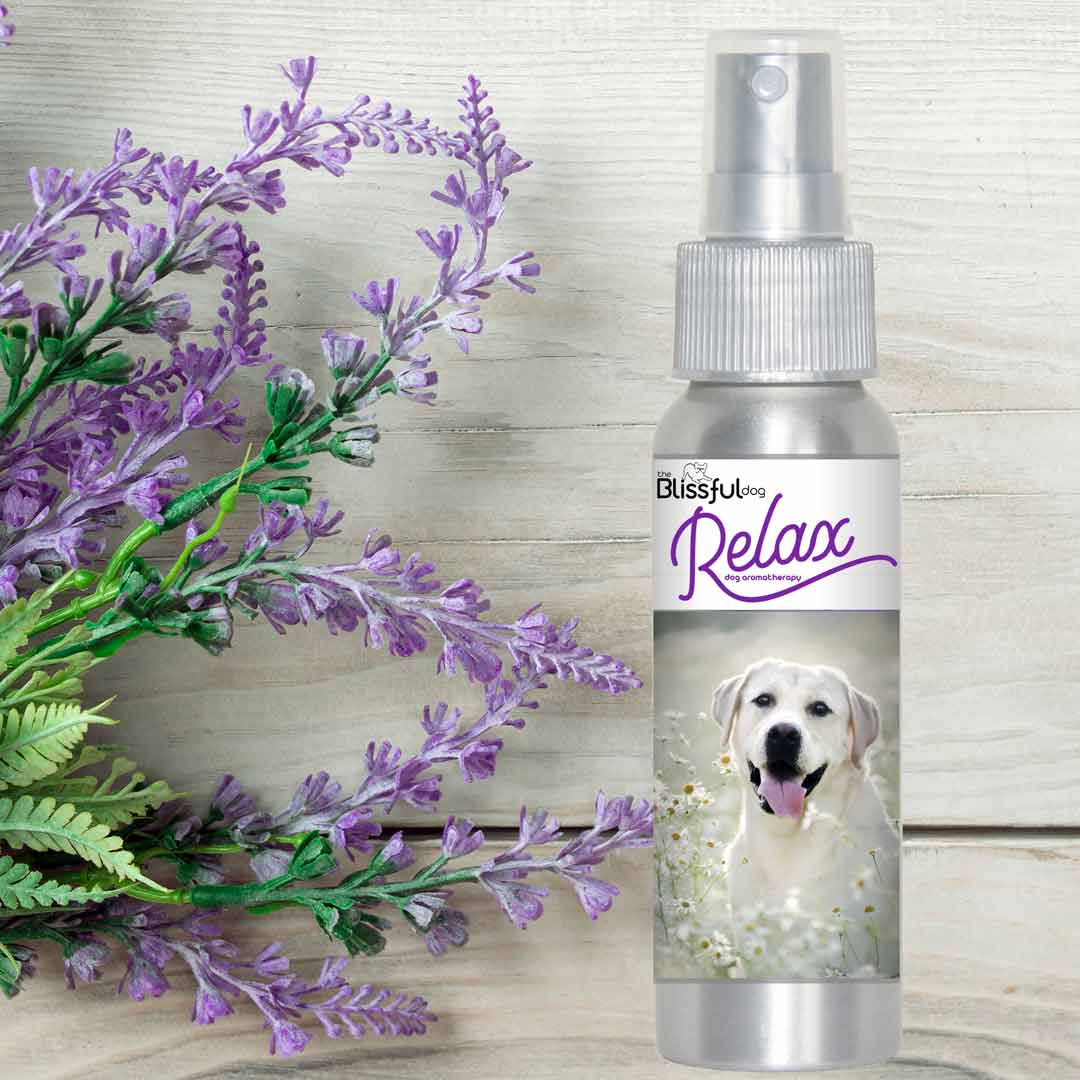 labrador retriever lavender