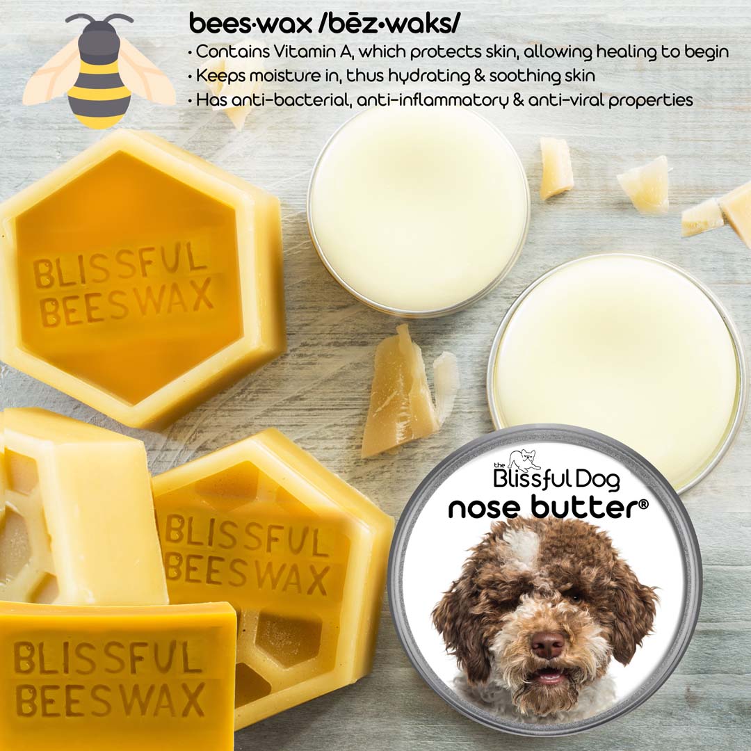 Lagotto Romagnola all natural nose care