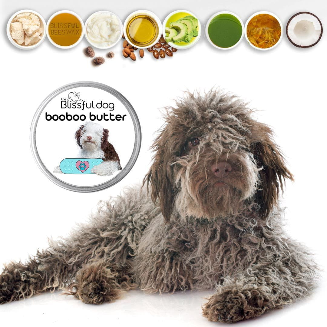 Lagotto romagnolo cost usa clearance