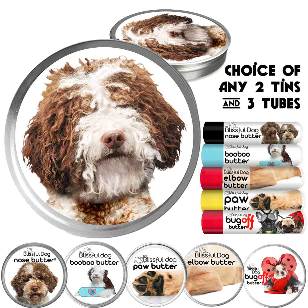 Lagotto Romagnolo Custom Combo