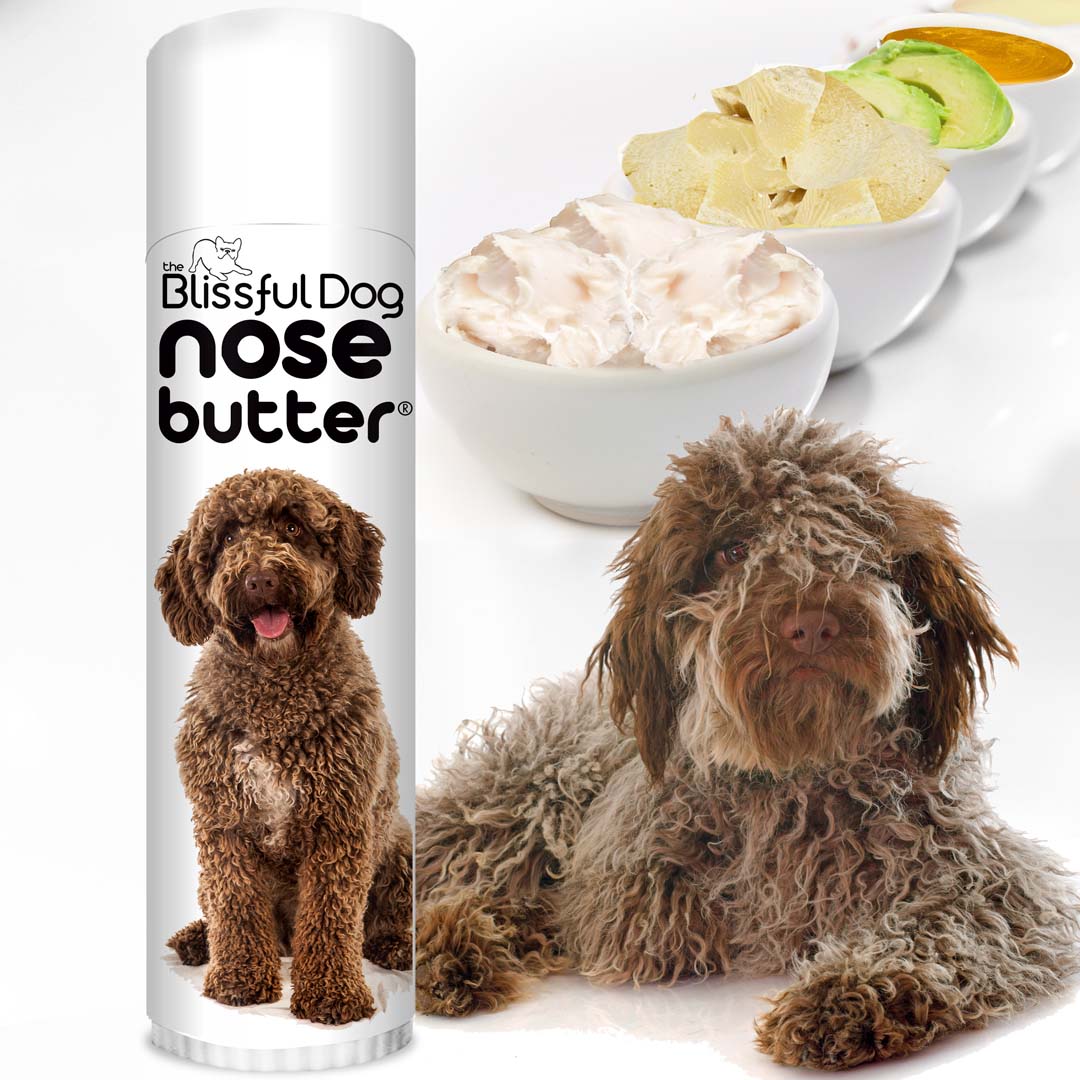 my Lagotto Romagnola has dry nose