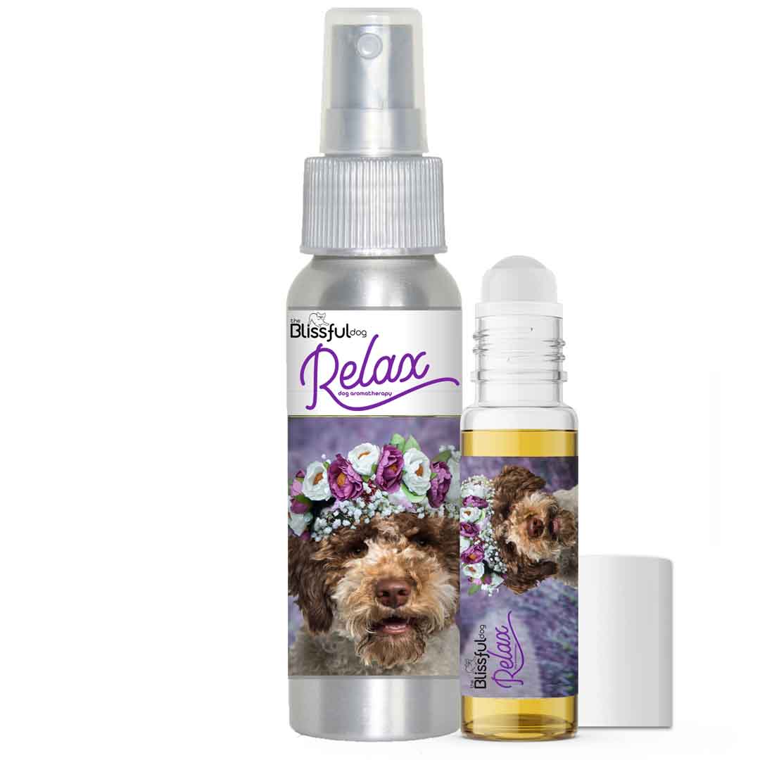 Lagotto Romagnola dog