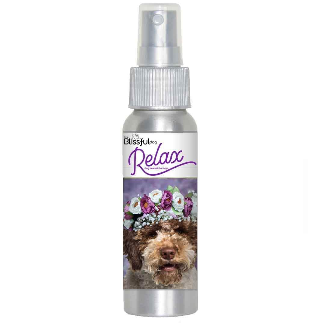 Lagotto dog aromatherapy