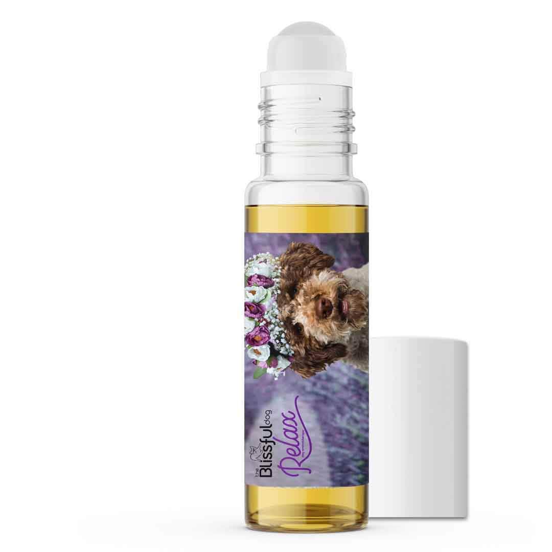 Lagotto Romagnola relax dog aromatherapy