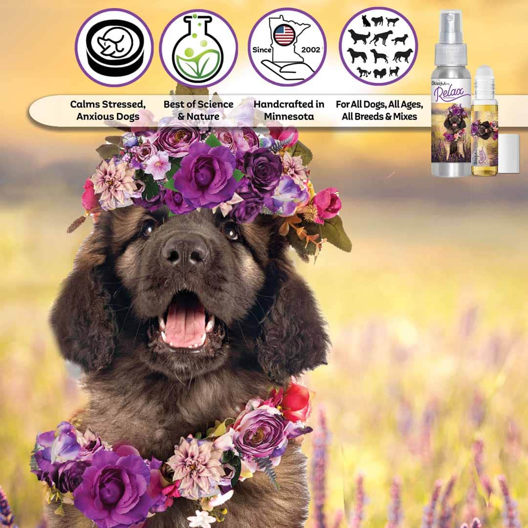 Leonberger dog aromatherapy