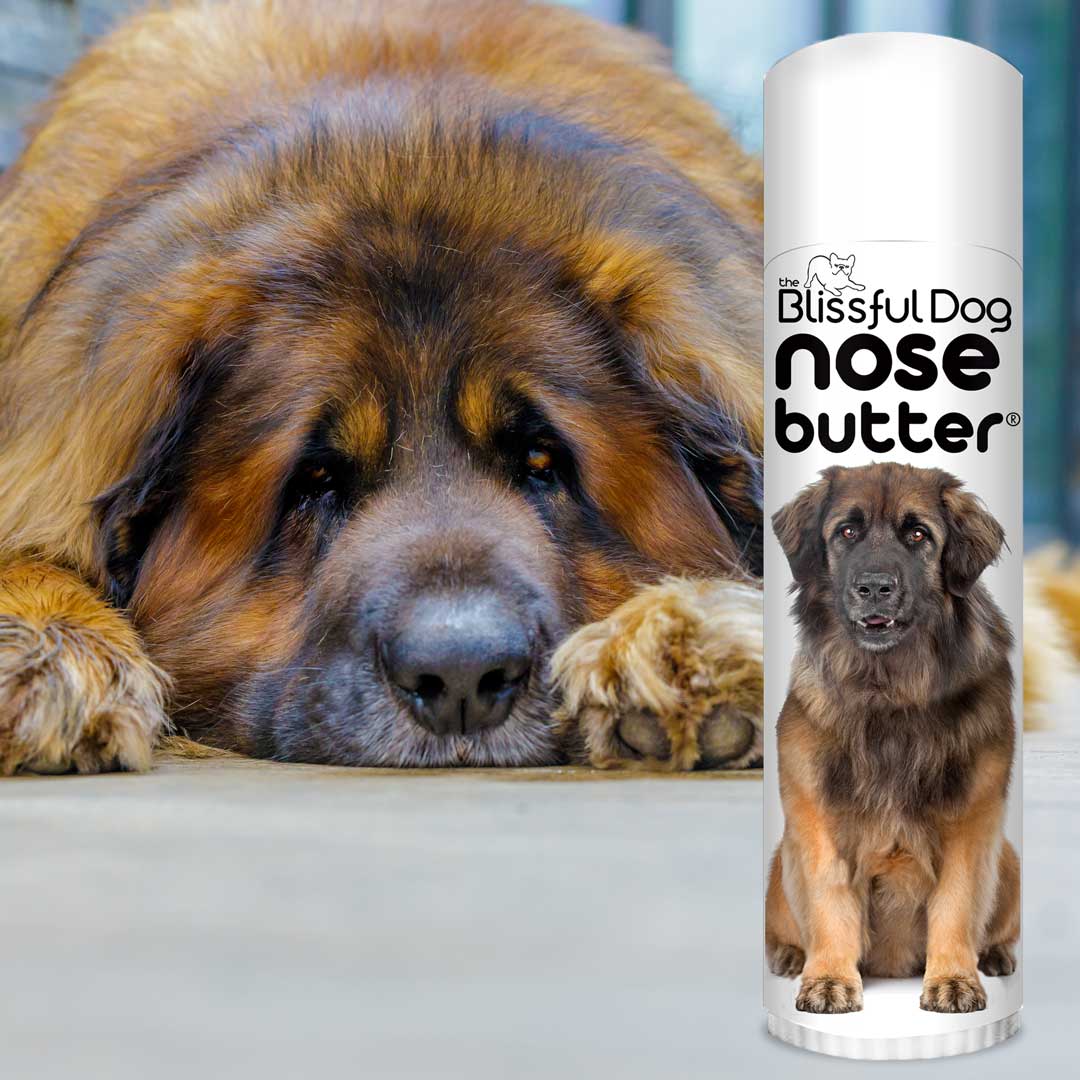 Leonberger dog grooming