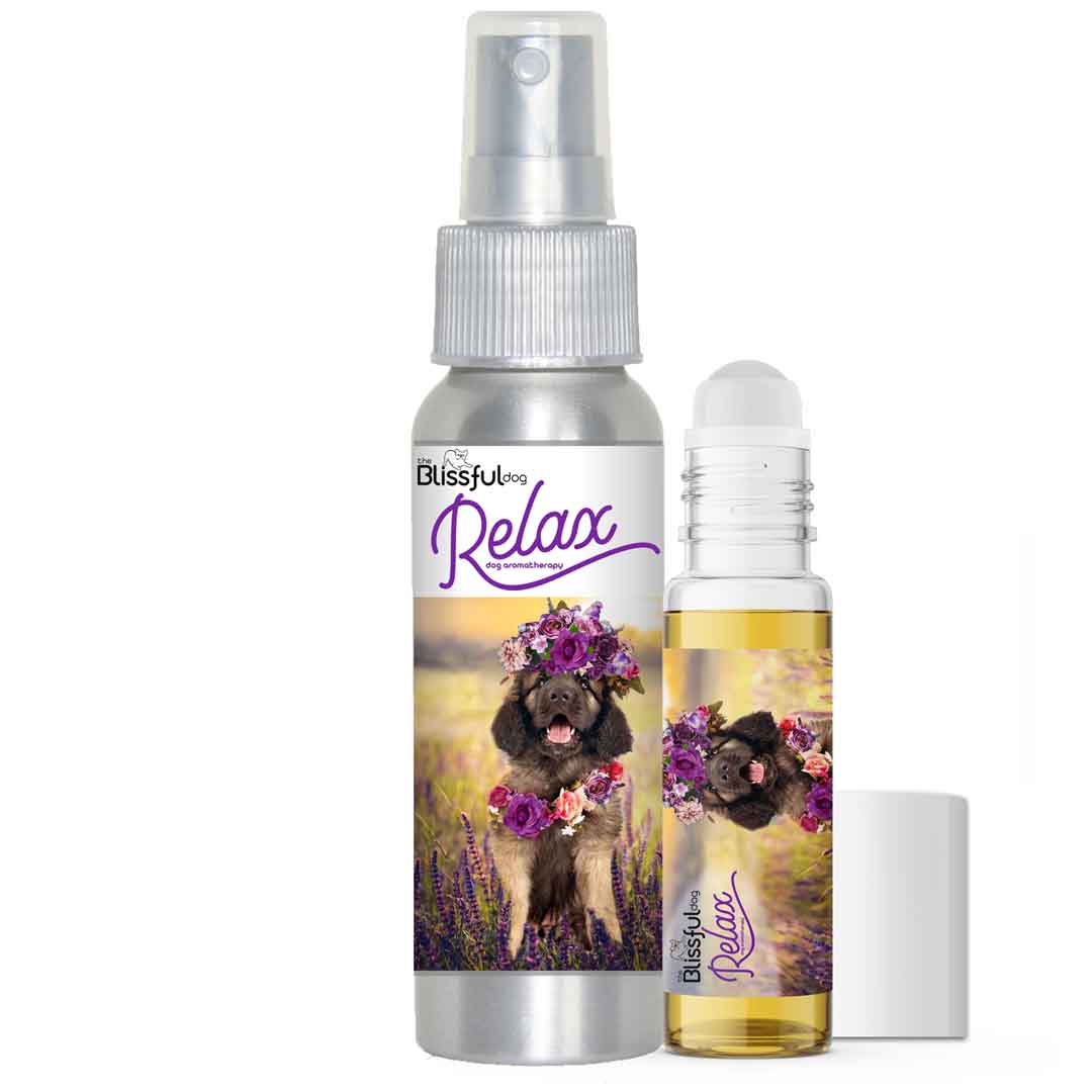 Leonberger dog aromatherapy