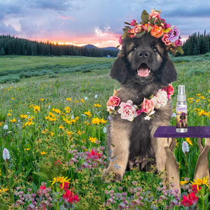 Leonberger puppy flowers