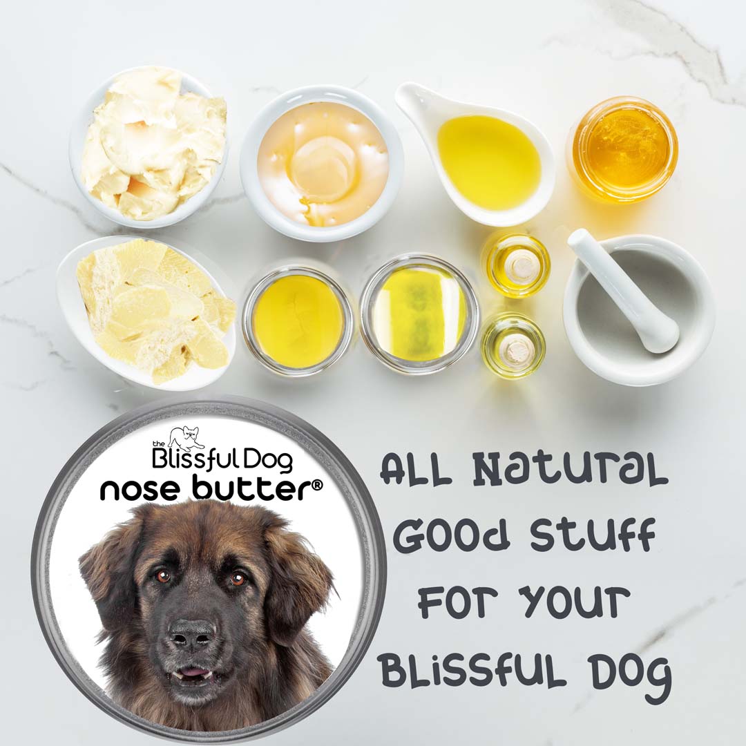 Leonberger Nose Crusty