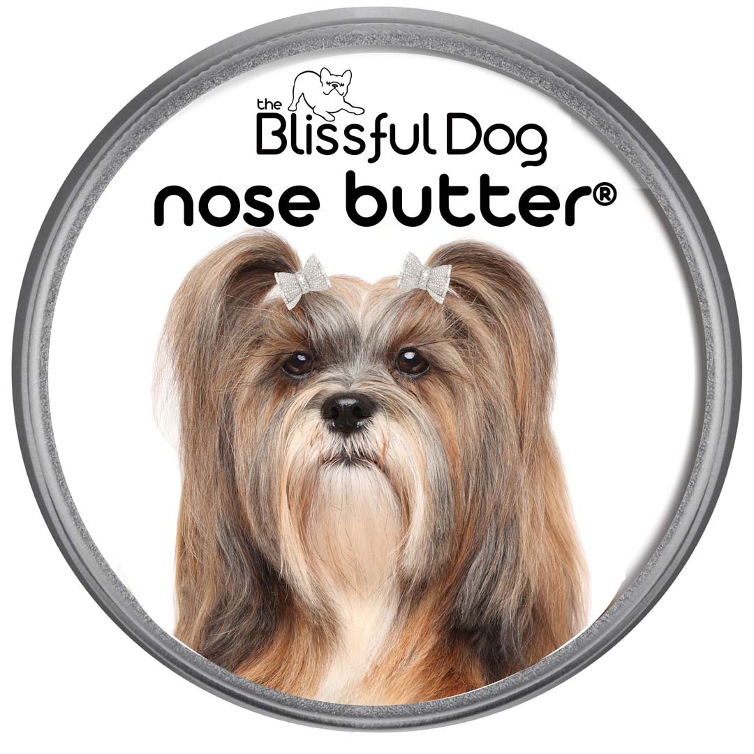 Lhasa Apso Nose is dry