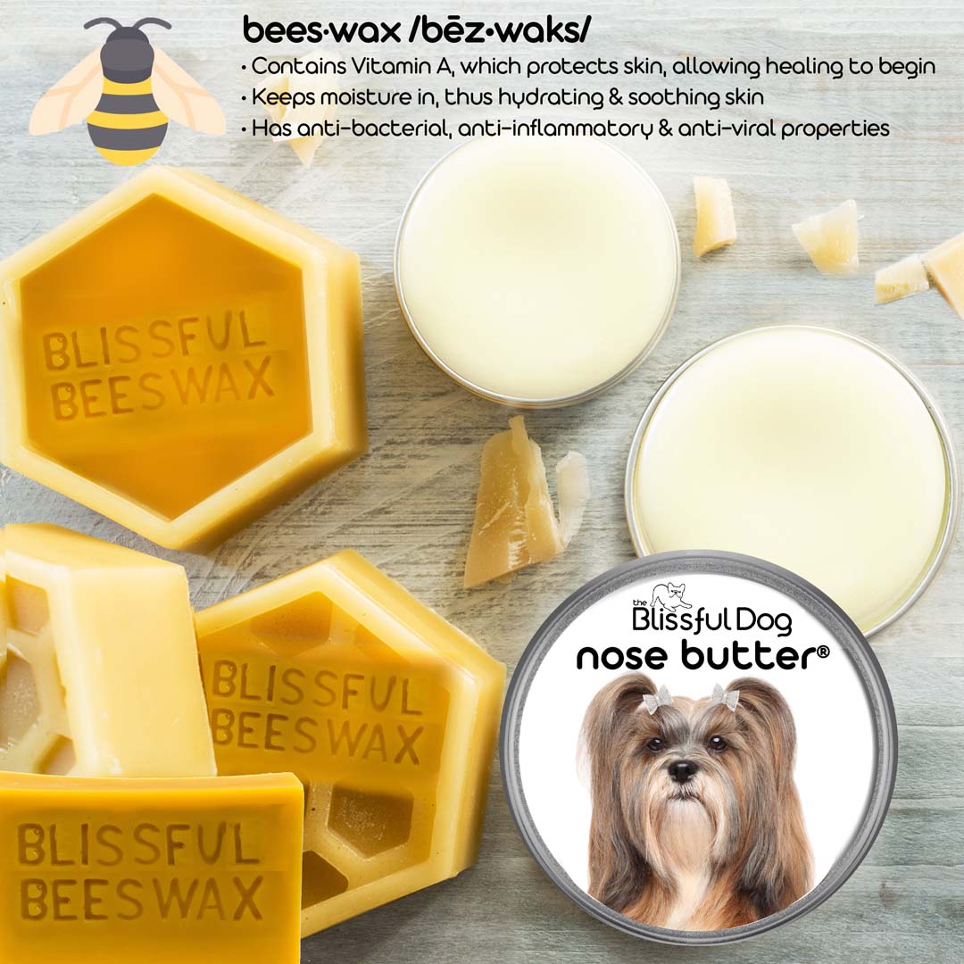 Lhasa Apso Nose crusty nse