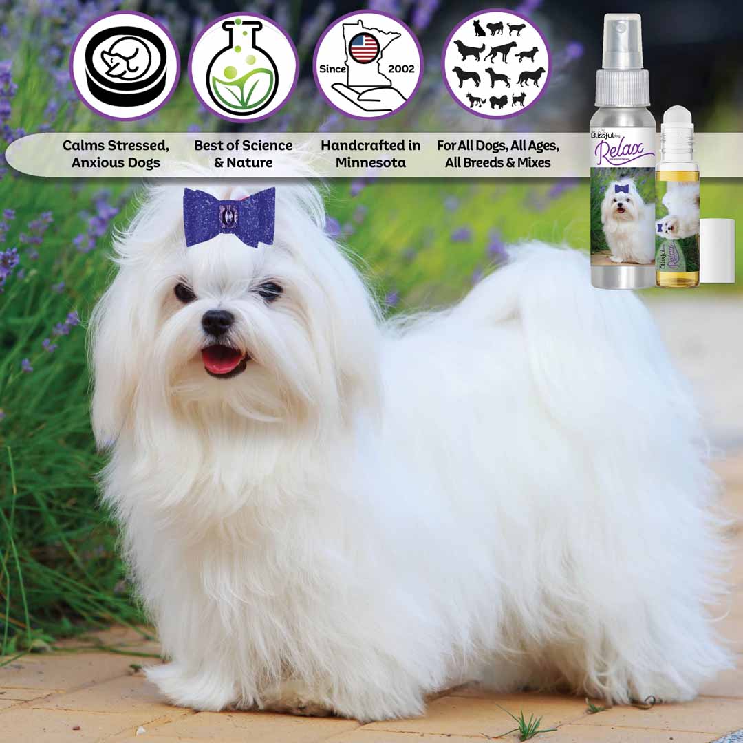 Maltese grooming