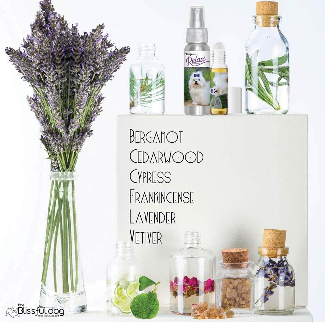 Maltese afraid storms